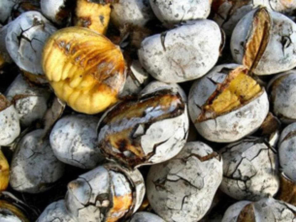 Magusto de São Martinho en la aldea de Pereiro (Mação, Portugal): fogueira y castañas asadas en la tradición centenaria de noviembre
